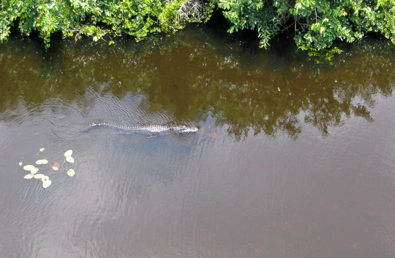 "Alligator - Everglades National Park" by BenGrantham is licensed under CC BY 2.0.